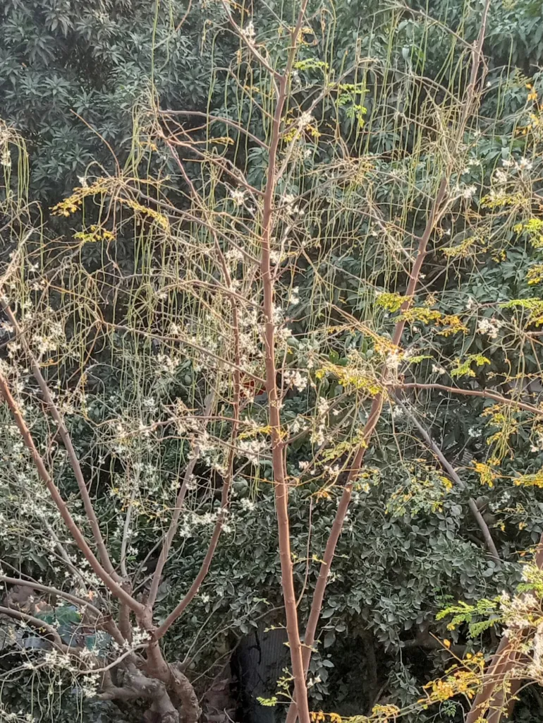 Moringa karibská (Moringa oleifera) – kvety zblízka, fotografia rastliny
