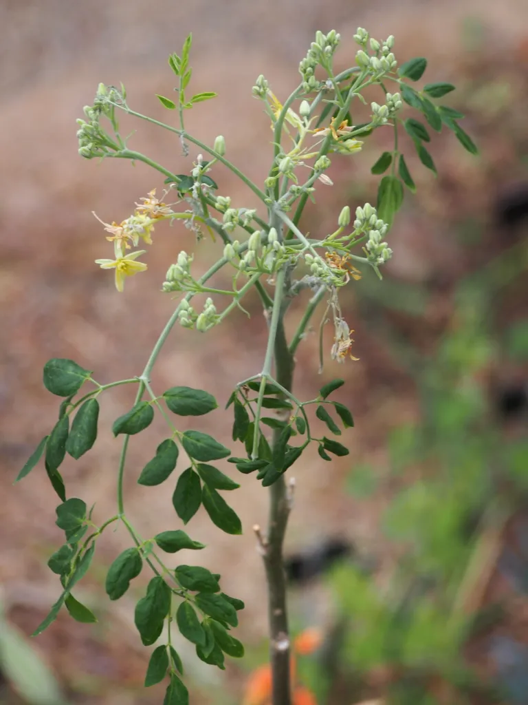 Moringa karibská (Moringa oleifera) – v záhrade, fotografia rastliny