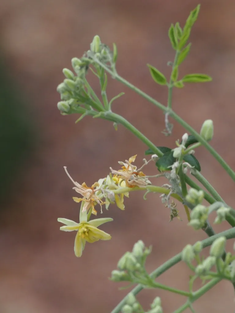 Moringa karibská (Moringa oleifera) – v záhrade, fotografia rastliny
