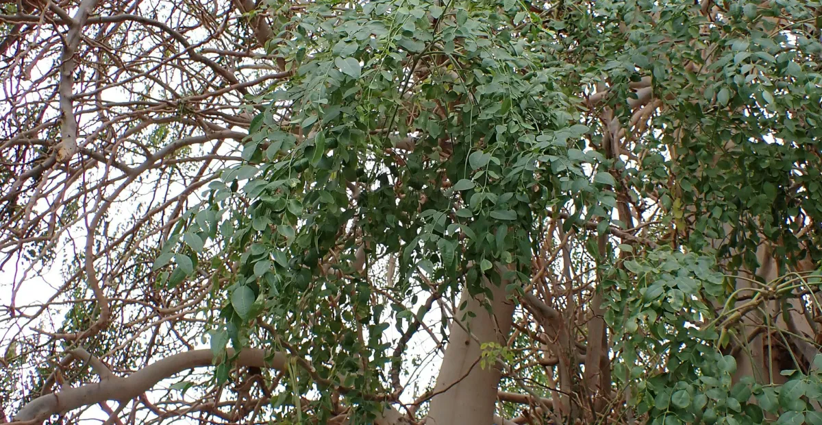 he African Moringa or cabbage tree (Moringa stenopetala) – plant photo