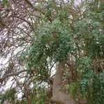he African Moringa or cabbage tree (Moringa stenopetala) – plant photo
