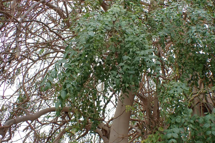 Moringa stenopetala
