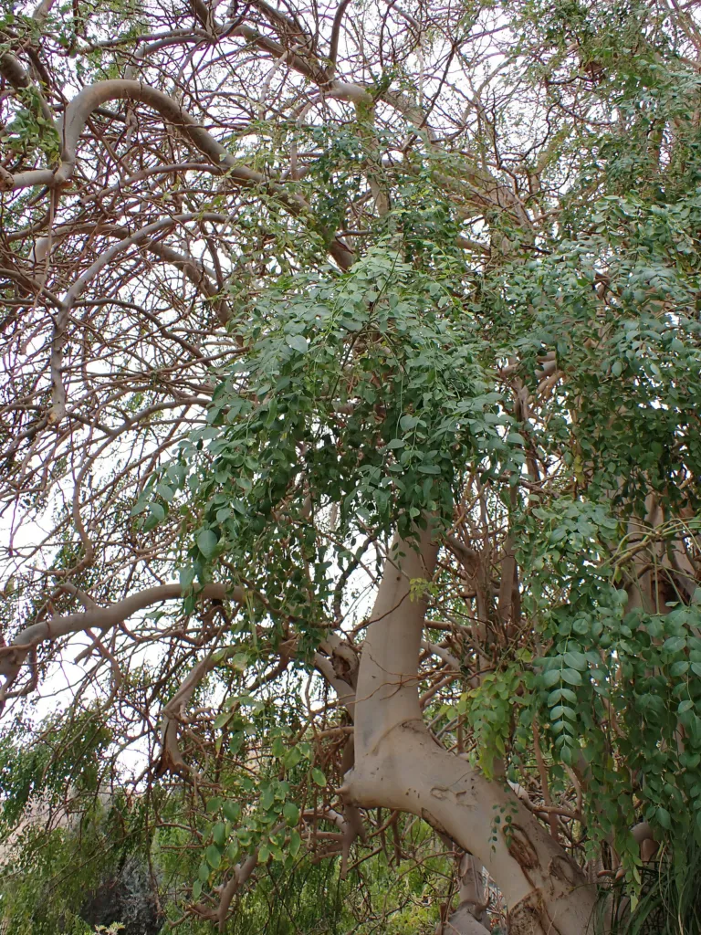 Moringa stenopetala – (Moringa stenopetala) – typisches Erscheinungsbild, Pflanzenfoto