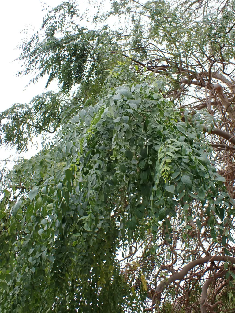 Moringa stenopetala – (Moringa stenopetala) – typisches Erscheinungsbild, Pflanzenfoto