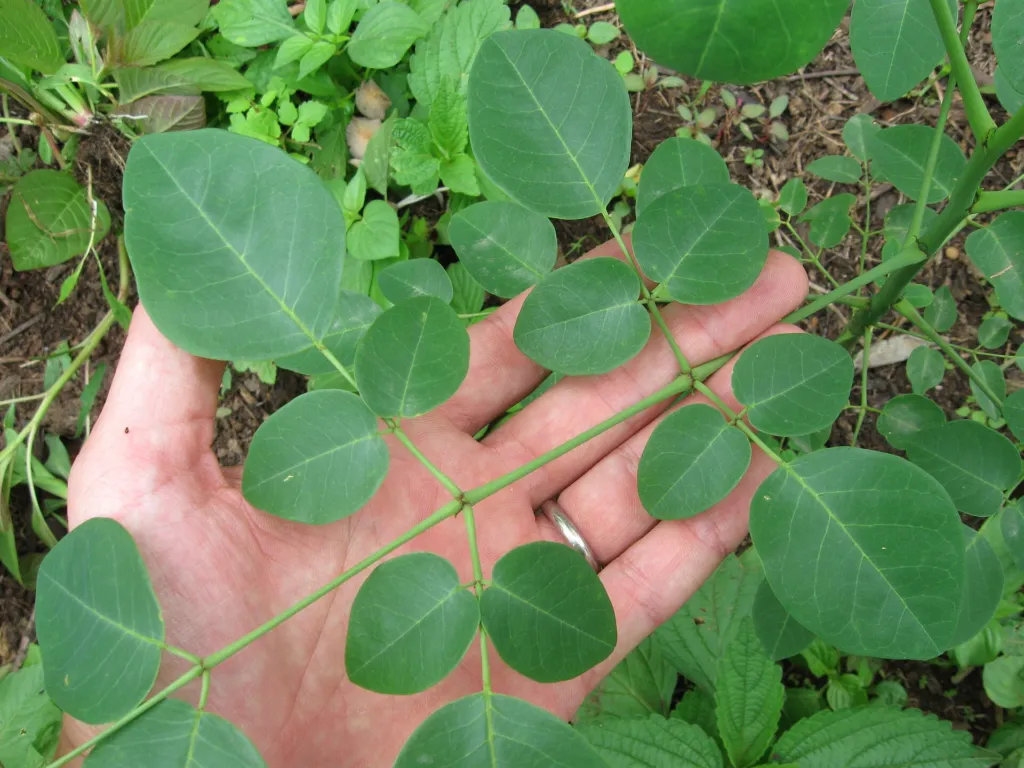 Moringa stenopetala – (Moringa stenopetala) – typisches Erscheinungsbild, Pflanzenfoto