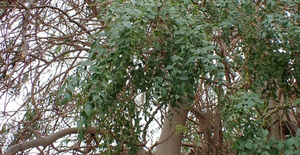 Moringa stenopetala – Pflanzenfoto