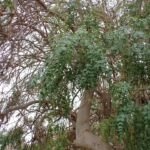 Moringa stenopetala – pestovanie a starostlivosť (Moringa stenopetala) – fotografia rastliny