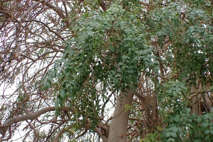 Moringa stenopetala