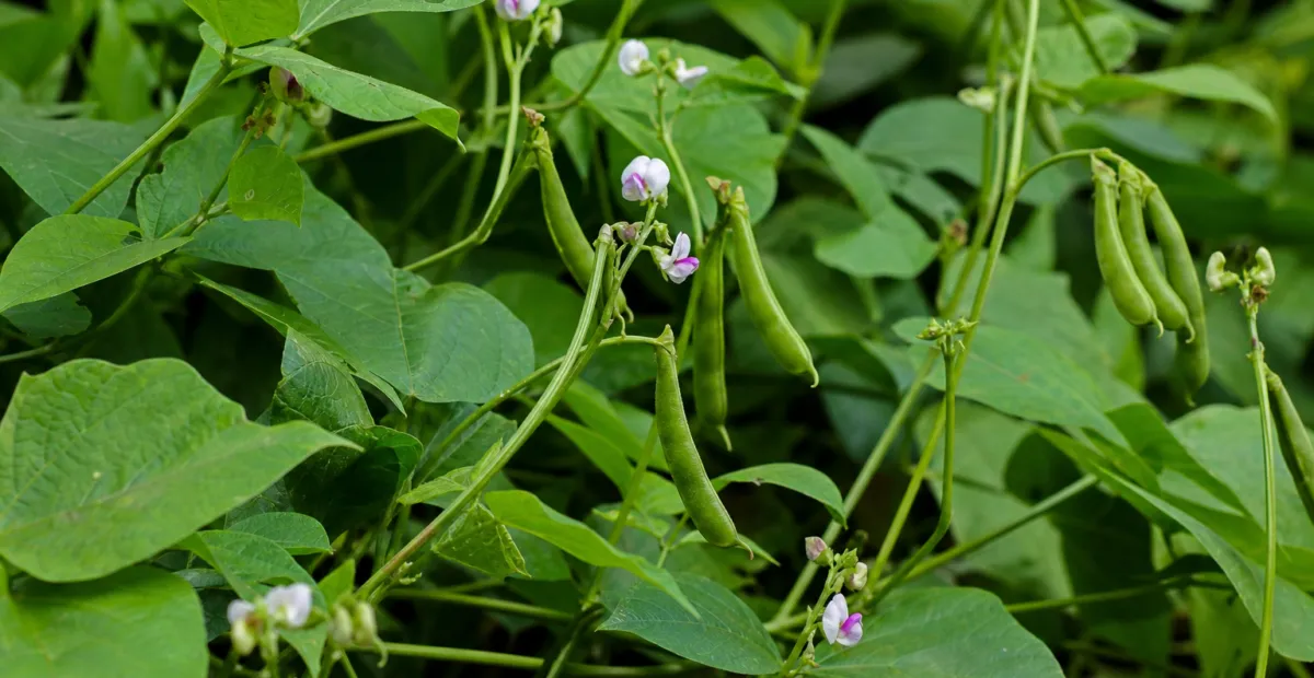 Moth Bean (Vigna aconitifolia) – plant photo