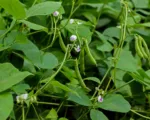 Moth Bean (Vigna aconitifolia) care guide