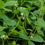 Moth Bean (Vigna aconitifolia) – plant photo