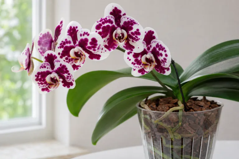 Phalaenopsis 'Harlequin'