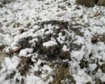 Mrazové zdvíhanie pôdy a rastlín