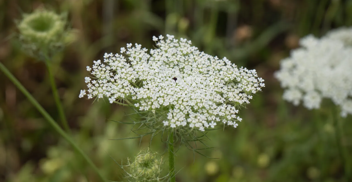 mrkva obyčajná (Daucus carota) – fotografia rastliny