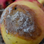 Mucor-Köpfchenschimmel an Früchten