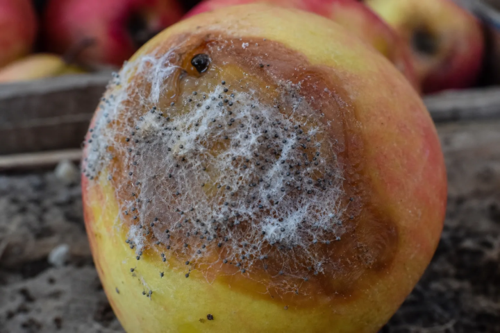 Mucor-Köpfchenschimmel an Früchten
