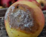 Mucor rot