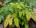 Multiple Nutrient Deficiency