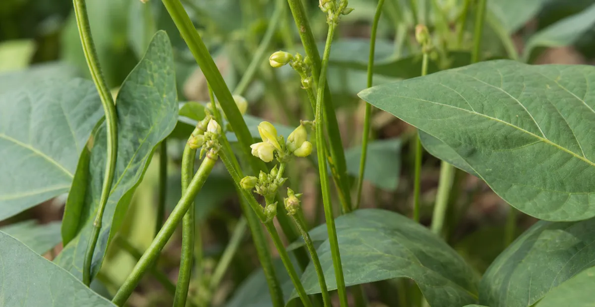 Mung Bean (Vigna radiata) – plant photo