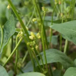 Mung Bean (Vigna radiata) – plant photo