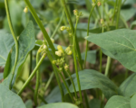 Mungbohne (Vigna radiata) – Pflege