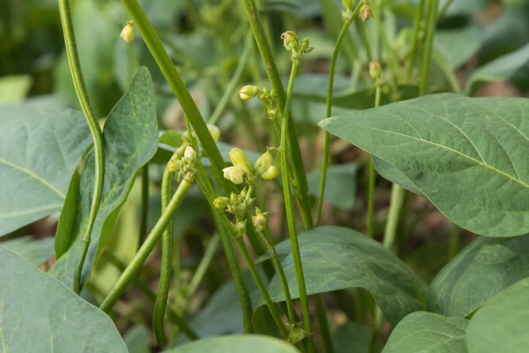 Vigna radiata
