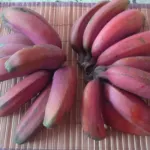 Musa acuminata care guide (Musa acuminata) – characteristic appearance, plant photo