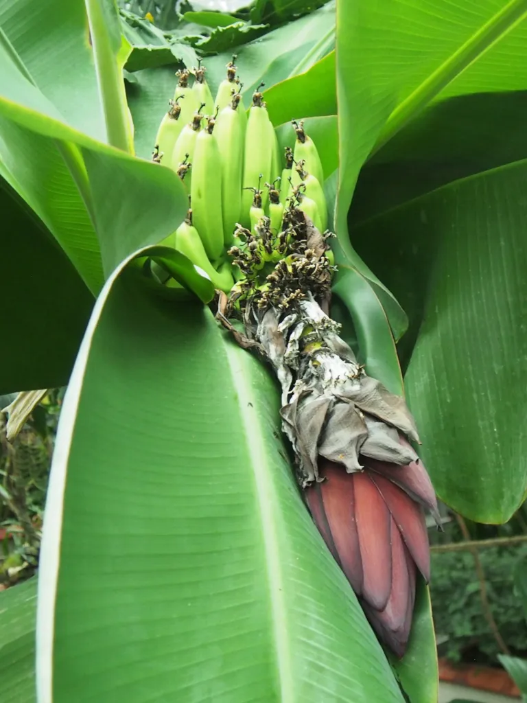 Musa acuminata – in a garden setting, plant photo