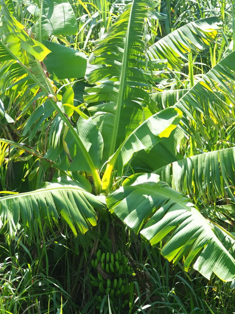 Musa acuminata care guide (Musa acuminata) – characteristic appearance, plant photo