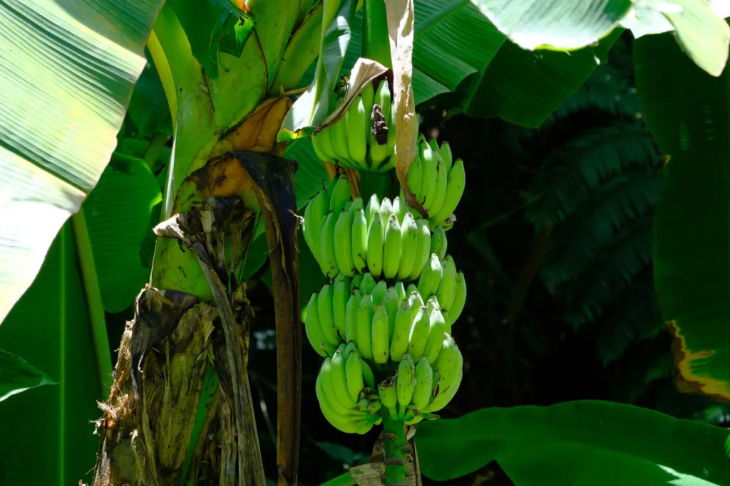 Musa acuminata – characteristic appearance, plant photo