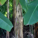 sweet wild banana (Musa balbisiana) – flowers in close-up, plant photo