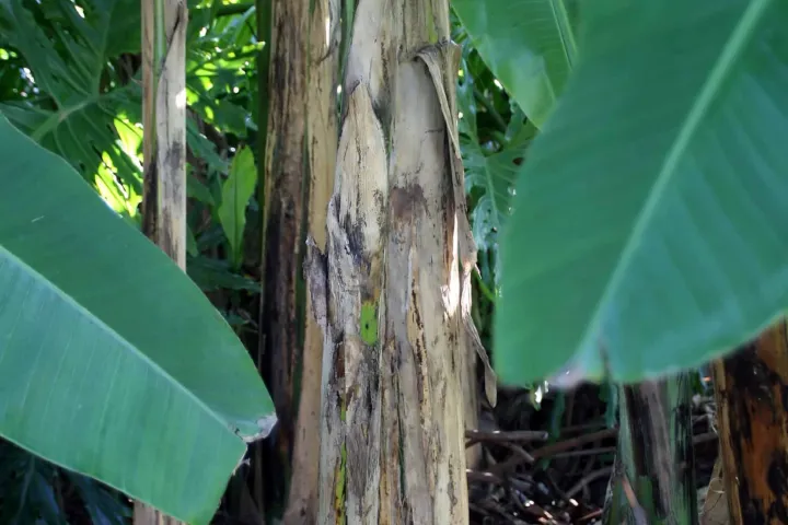 Musa balbisiana