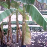Musa basjoo care guide (Musa basjoo) – characteristic appearance, plant photo