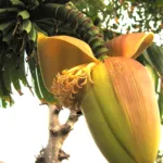 Musa basjoo care guide (Musa basjoo) – plant photo