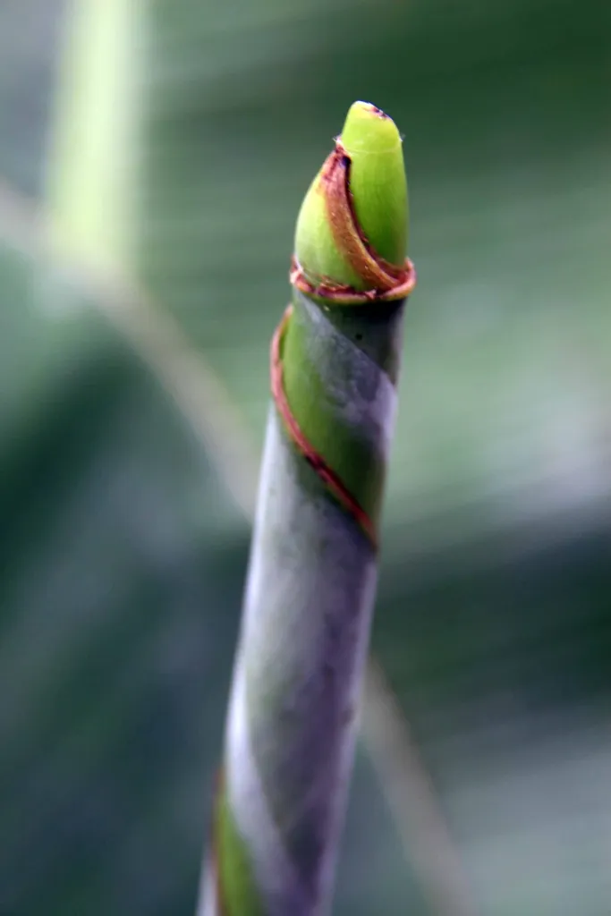 Zwerg-Essbanane 'Dwarf Cavendish' (Musa 'Dwarf Cavendish') – Blüten in Nahaufnahme, Pflanzenfoto