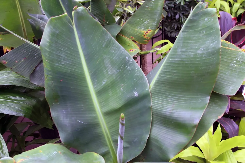 Zwerg-Essbanane 'Dwarf Cavendish' (Musa 'Dwarf Cavendish') – Blüten in Nahaufnahme, Pflanzenfoto