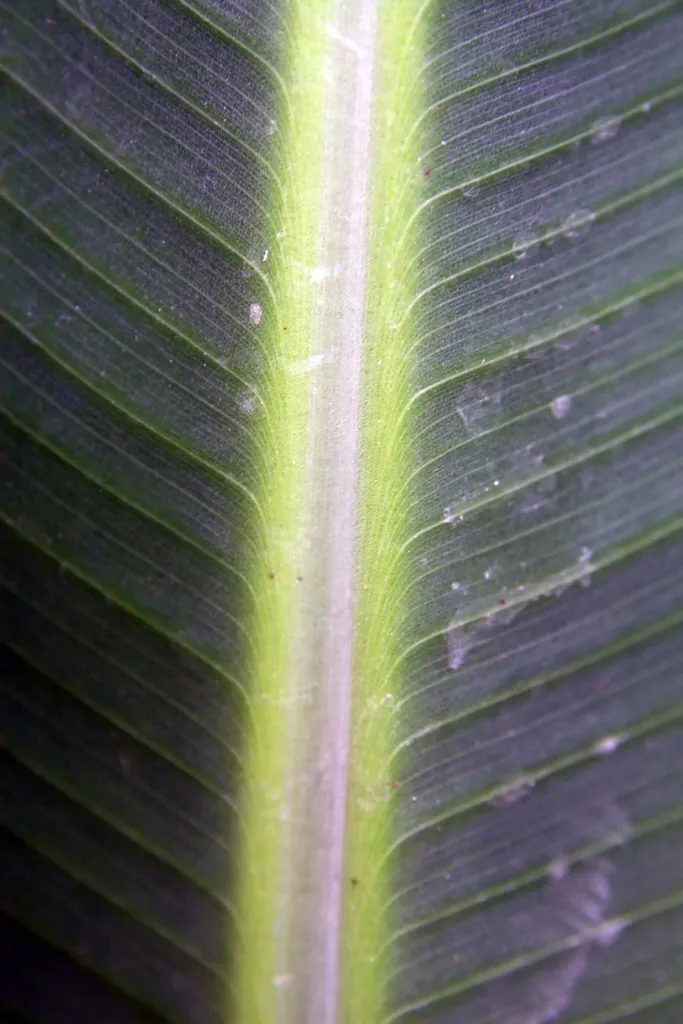 Zwerg-Essbanane 'Dwarf Cavendish' (Musa 'Dwarf Cavendish') – Blüten in Nahaufnahme, Pflanzenfoto
