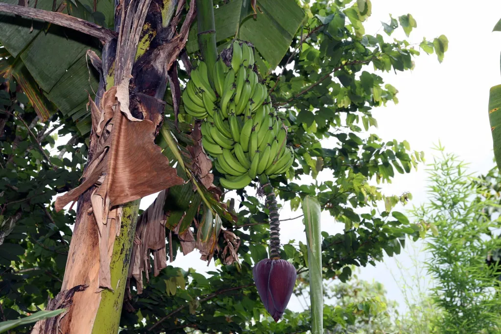 Zwerg-Essbanane 'Dwarf Cavendish' (Musa 'Dwarf Cavendish') – Blüten in Nahaufnahme, Pflanzenfoto