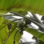 Musa itinerans care guide (Musa itinerans) – characteristic appearance, plant photo