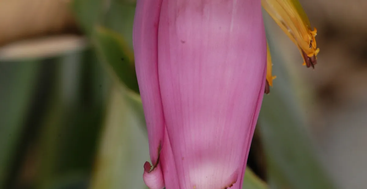 Musa ornata – Pflanzenfoto
