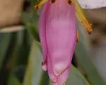 Musa ornata – pestovanie a starostlivosť