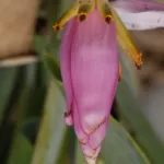 Flowering Banana (Musa ornata) – characteristic appearance, plant photo