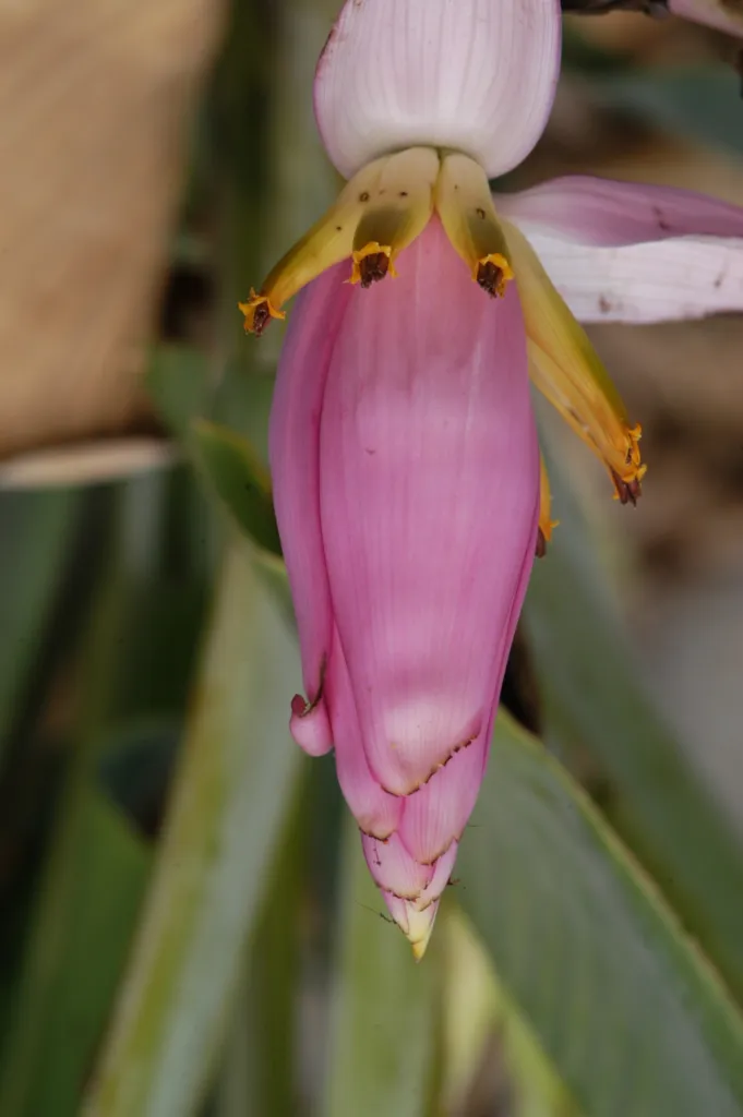 Musa ornata – Pflanzenfoto