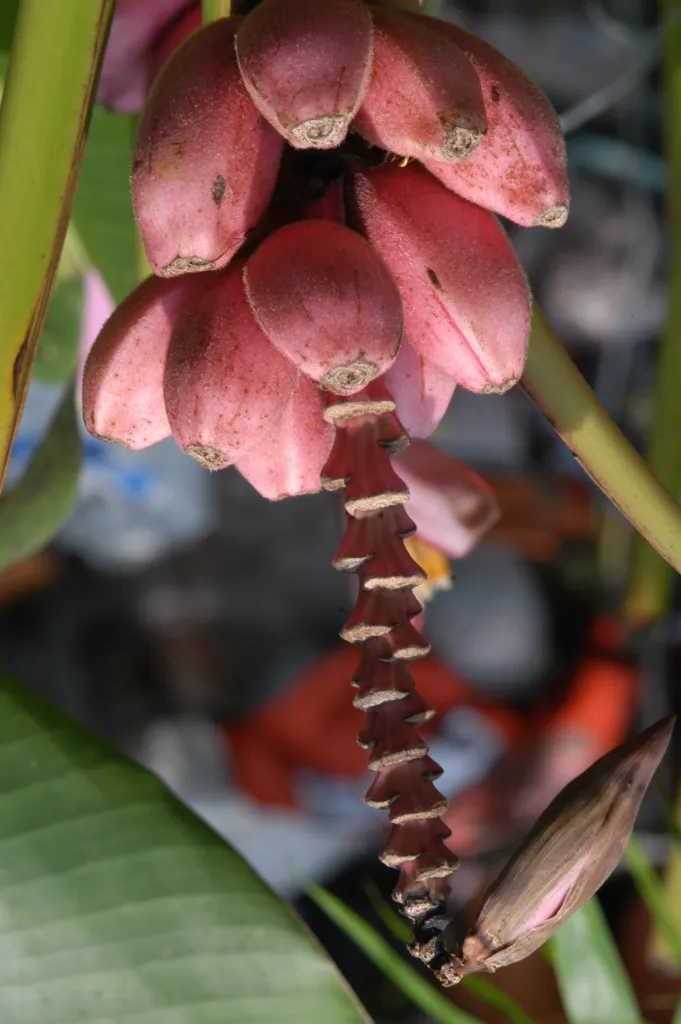 Musa ornata – (Musa ornata) – typisches Erscheinungsbild, Pflanzenfoto