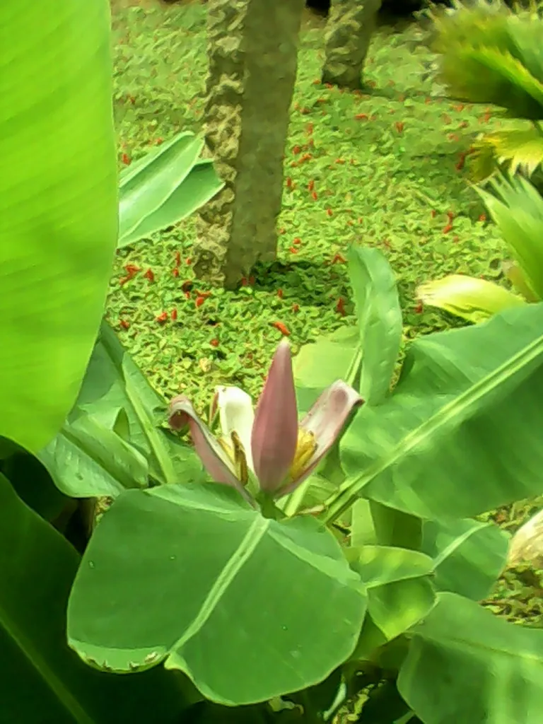 Musa ornata – (Musa ornata) – typisches Erscheinungsbild, Pflanzenfoto