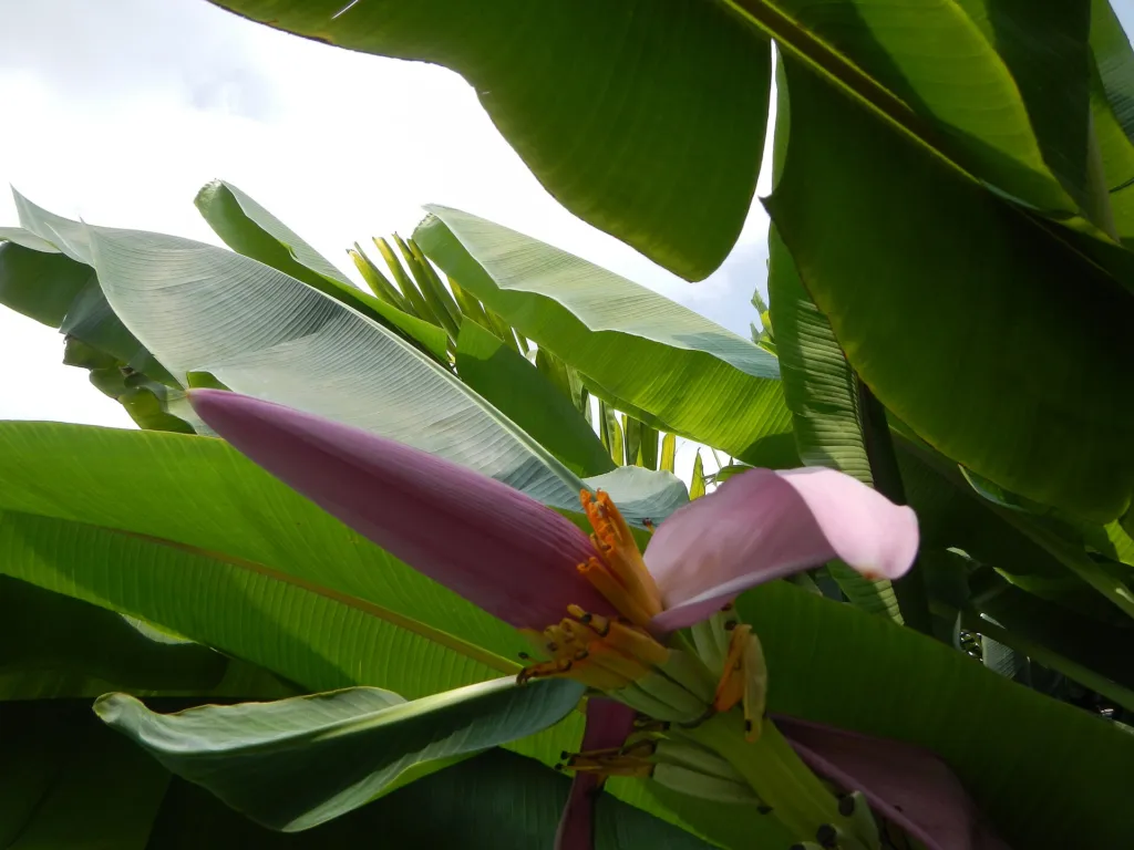 Musa ornata – (Musa ornata) – natürliche Wuchsform, Pflanzenfoto