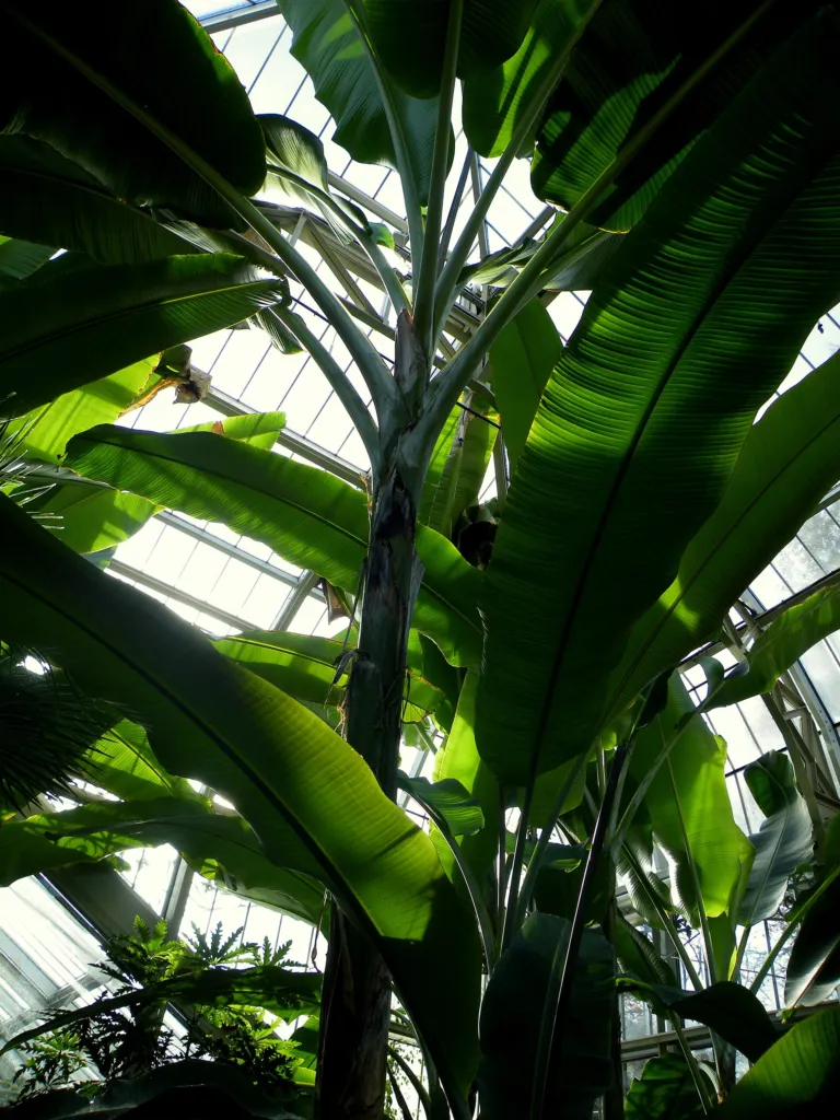 Musa ‘Sapientum’ (Musa 'Sapientum') – im Garten, Pflanzenfoto