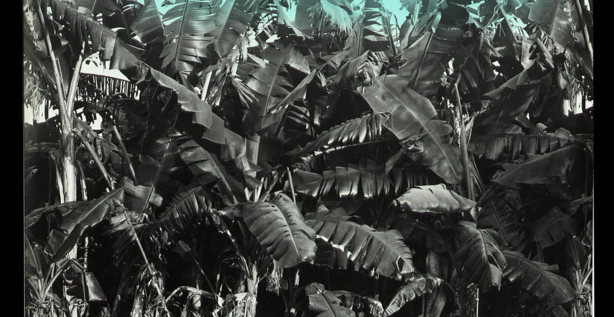 Musa 'Sapientum' – plant photo