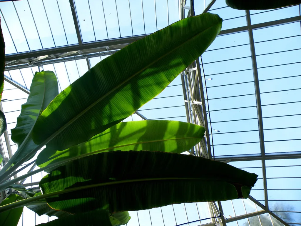 Musa ‘Sapientum’ (Musa 'Sapientum') – im Garten, Pflanzenfoto
