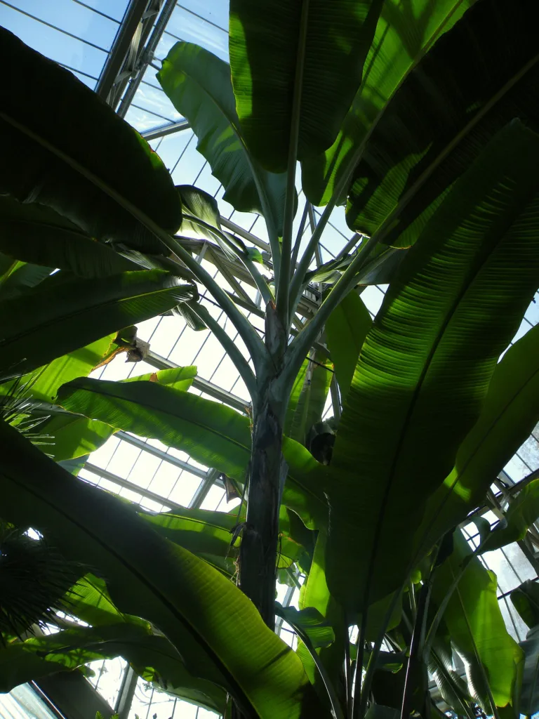 Musa ‘Sapientum’ (Musa 'Sapientum') – im Garten, Pflanzenfoto